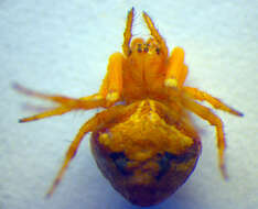 Image of Araneus