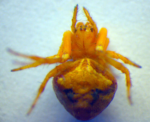 Image of Araneus