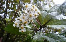 Image of Olearia rani (A. Cunn.) Druce