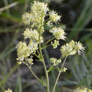 Image de Thalictrum lucidum L.