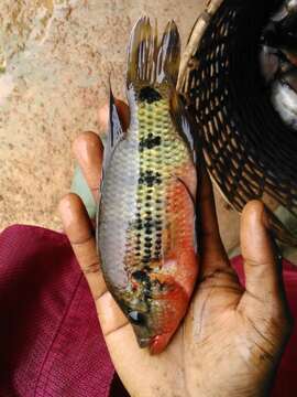 Image of Banded Jewelfish