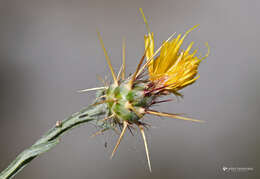 Image of Centaurea idaea Boiss. & Heldr.