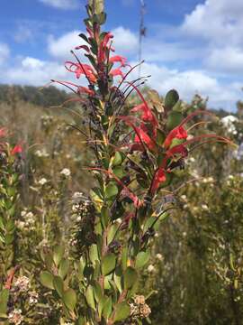 Imagem de Adenanthos obovatus Labill.