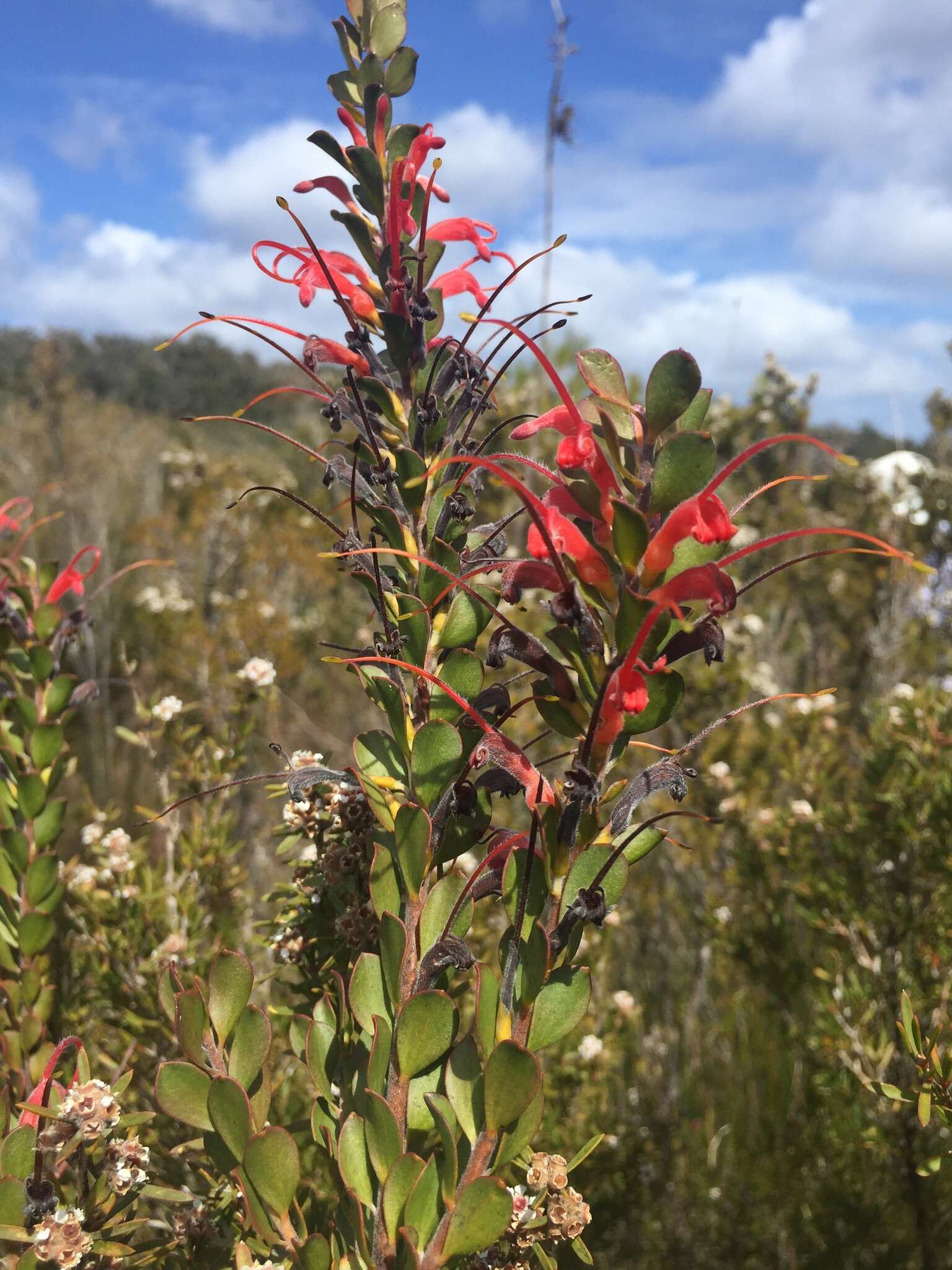 Image of Adenanthos obovatus Labill.