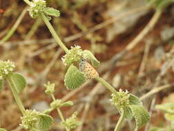 Image of <i>Lycaena ophion</i>