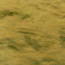 Image of Freshwater mullet