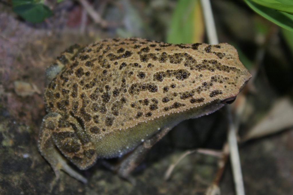 Image of Blyth's Microhylid Frog