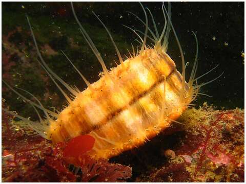 Image of spear scallop