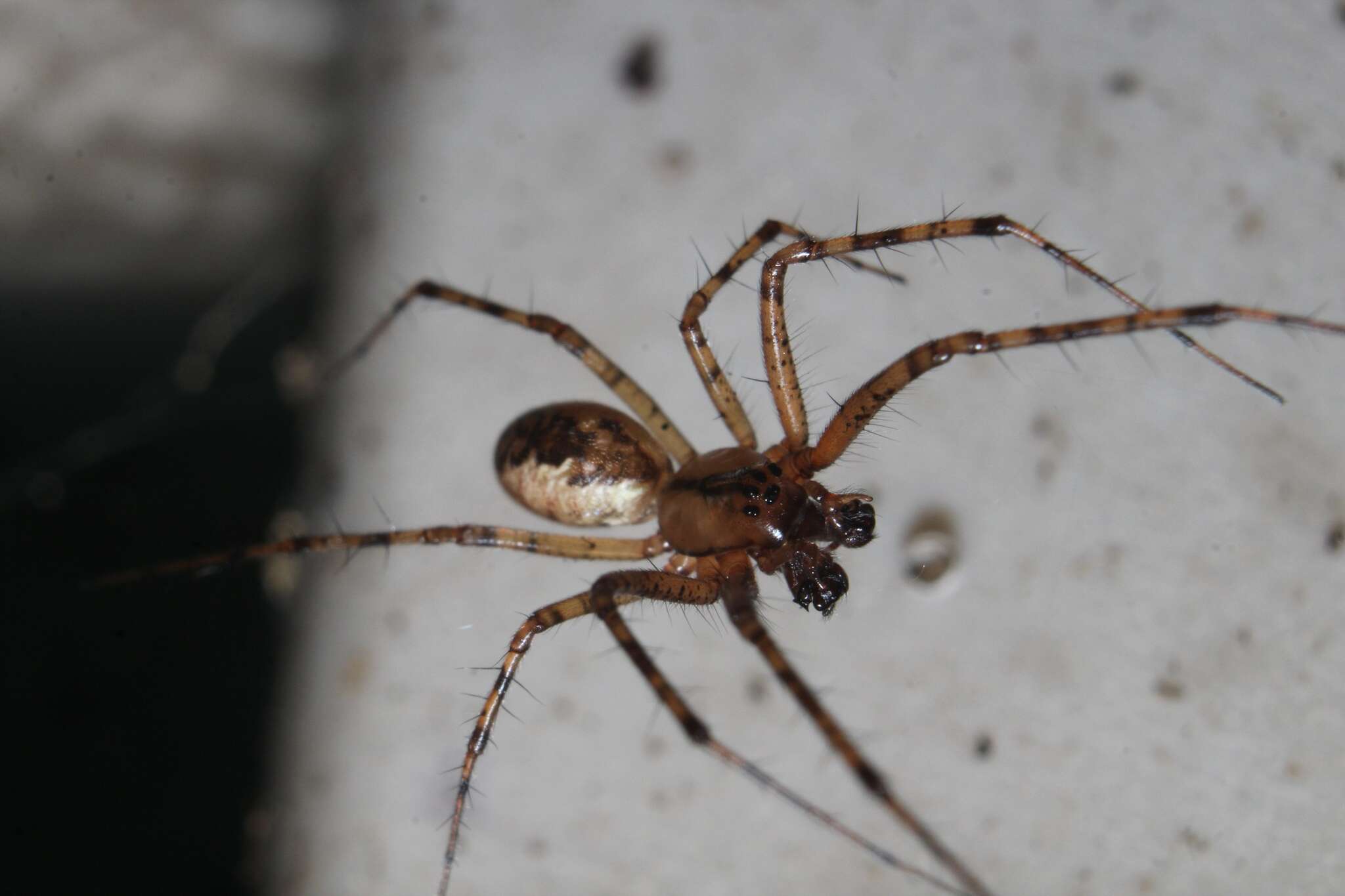 Image of Hammock Spider