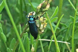 Imagem de Lytta (Poreopasta) cyanipennis (Le Conte 1851)