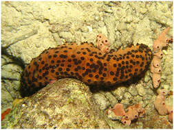 Image of Three-rowed Sea Cucumber