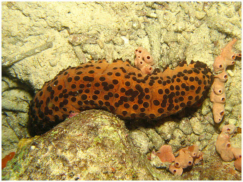 Image of Three-rowed Sea Cucumber