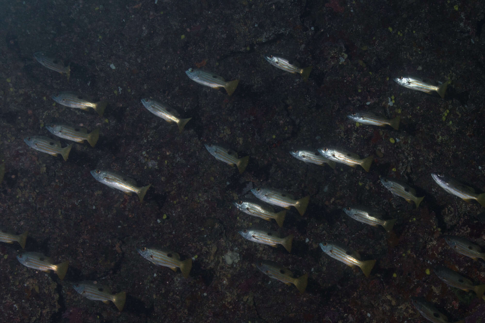 Image of Blackspot snapper