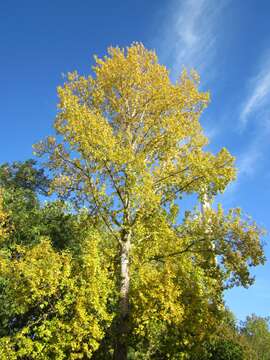 Image of Grey poplar