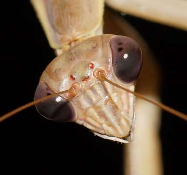 Image of Purple-winged mantis