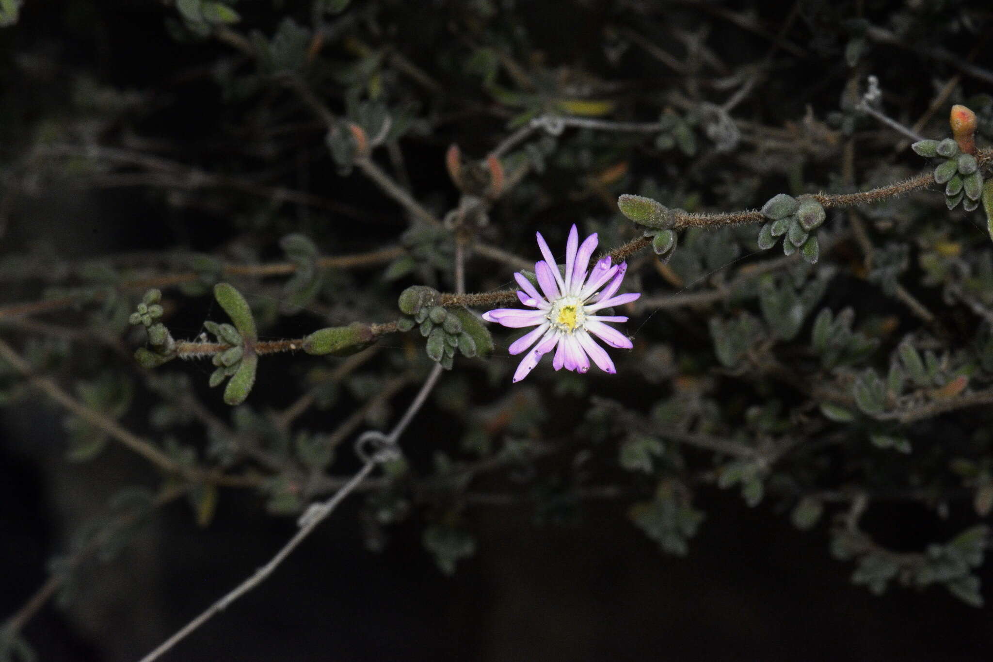 Imagem de Drosanthemum floribundum (Haw.) Schwant.