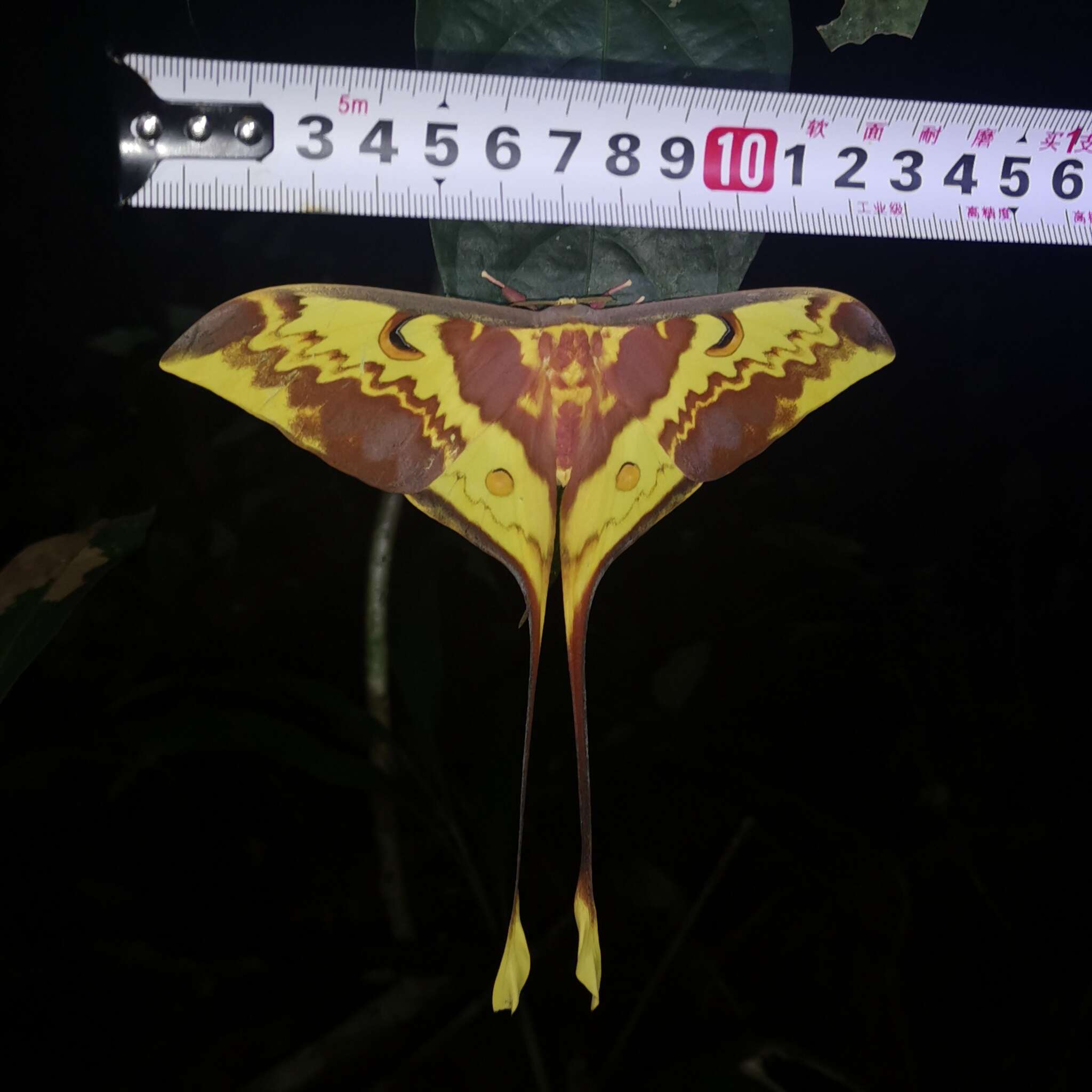 Image of Malaysian moon moth