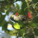 Image of Oahu Amakihi