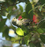 Image of Oahu Amakihi