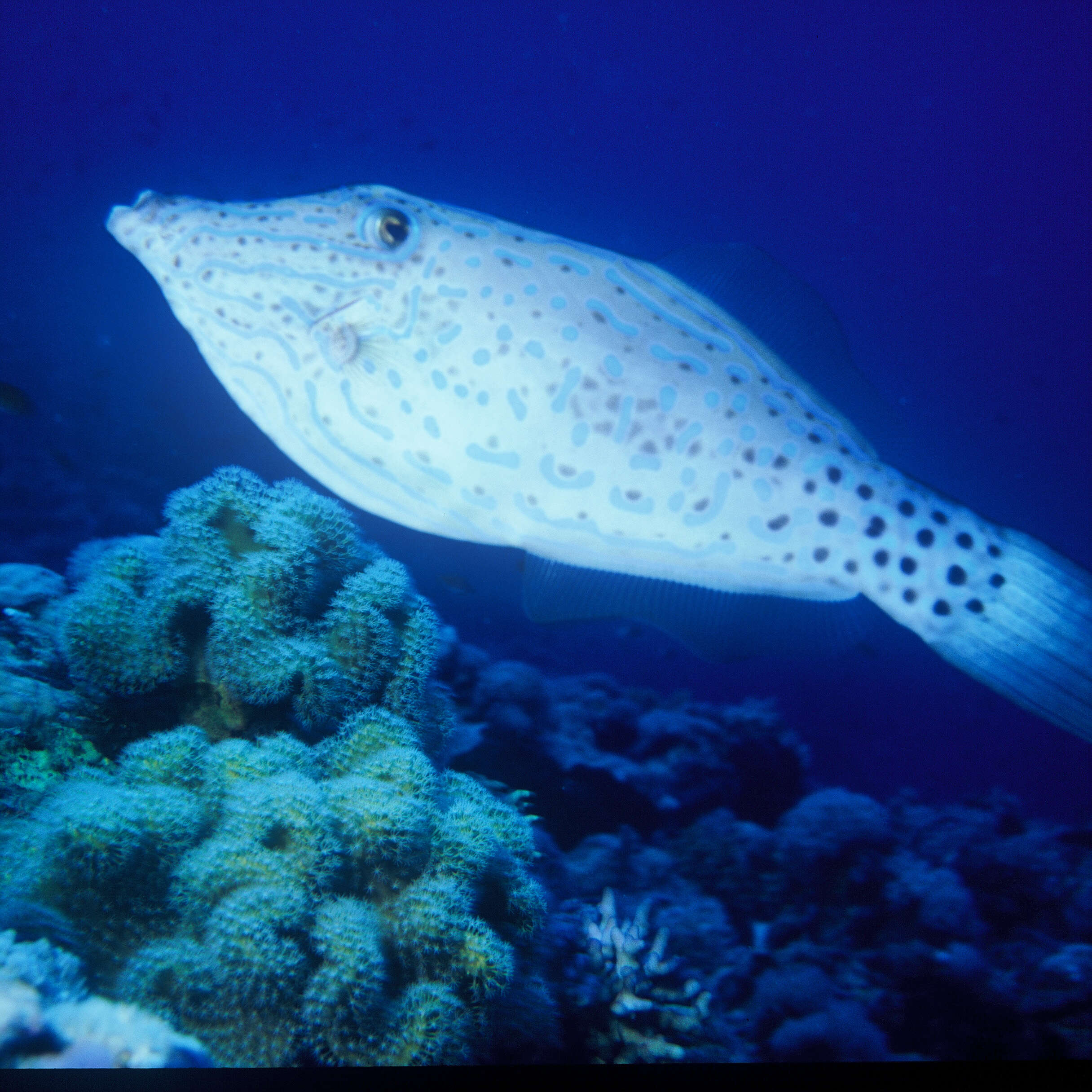 Image of Leatherjacket