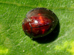 Image of heather ladybird