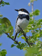 Image of Pygmy Batis