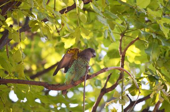 Image of Brown Parrot