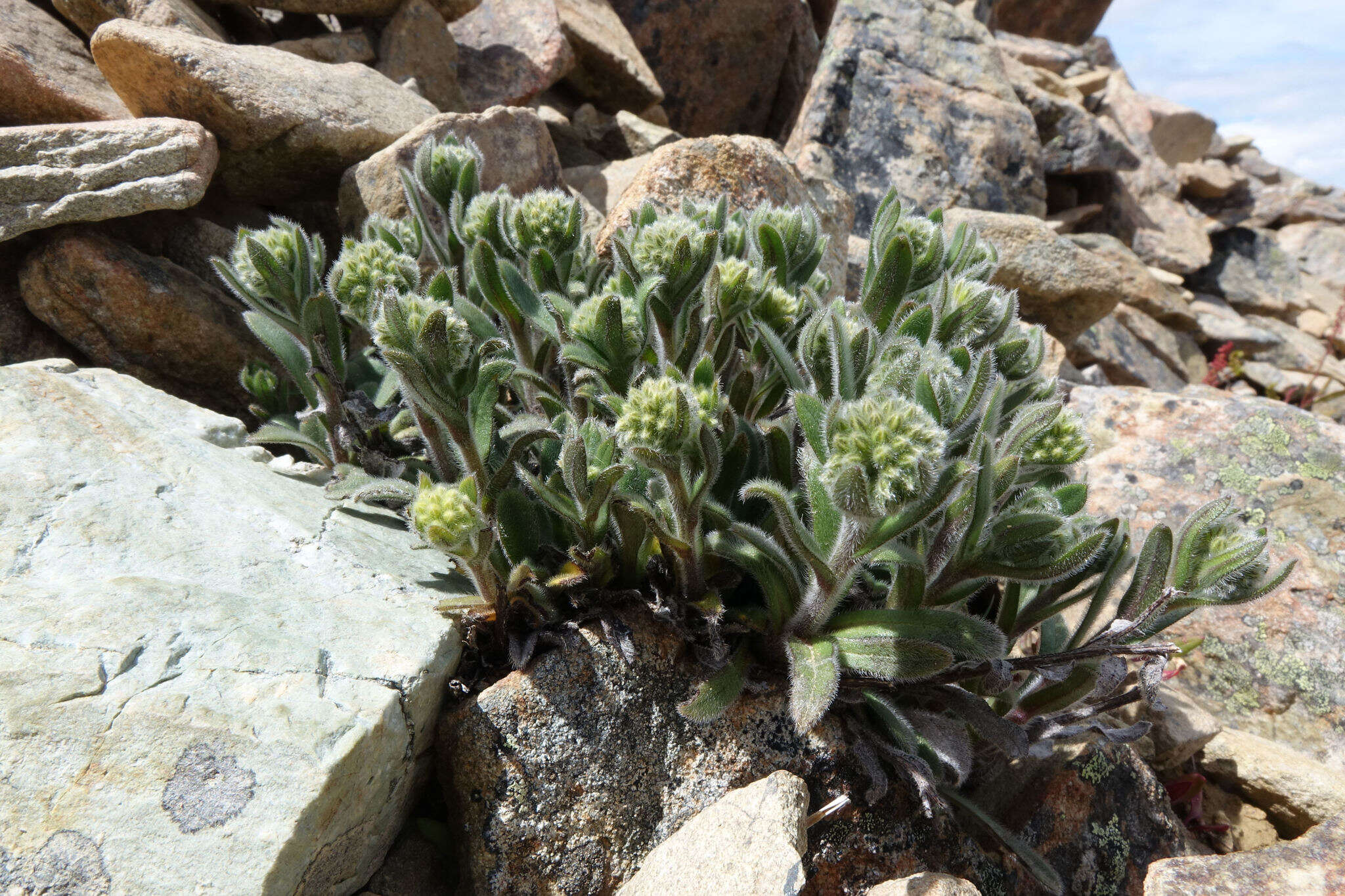 Image de Myosotis traversii var. cantabrica L. B. Moore