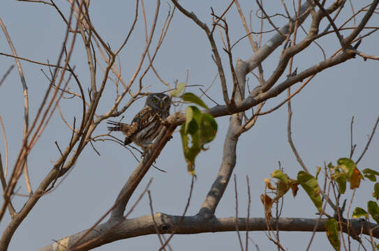 Image of Pearl-spotted Owlet