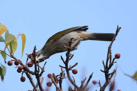 Image of Saltator albicollis guadelupensis Lafresnaye 1844