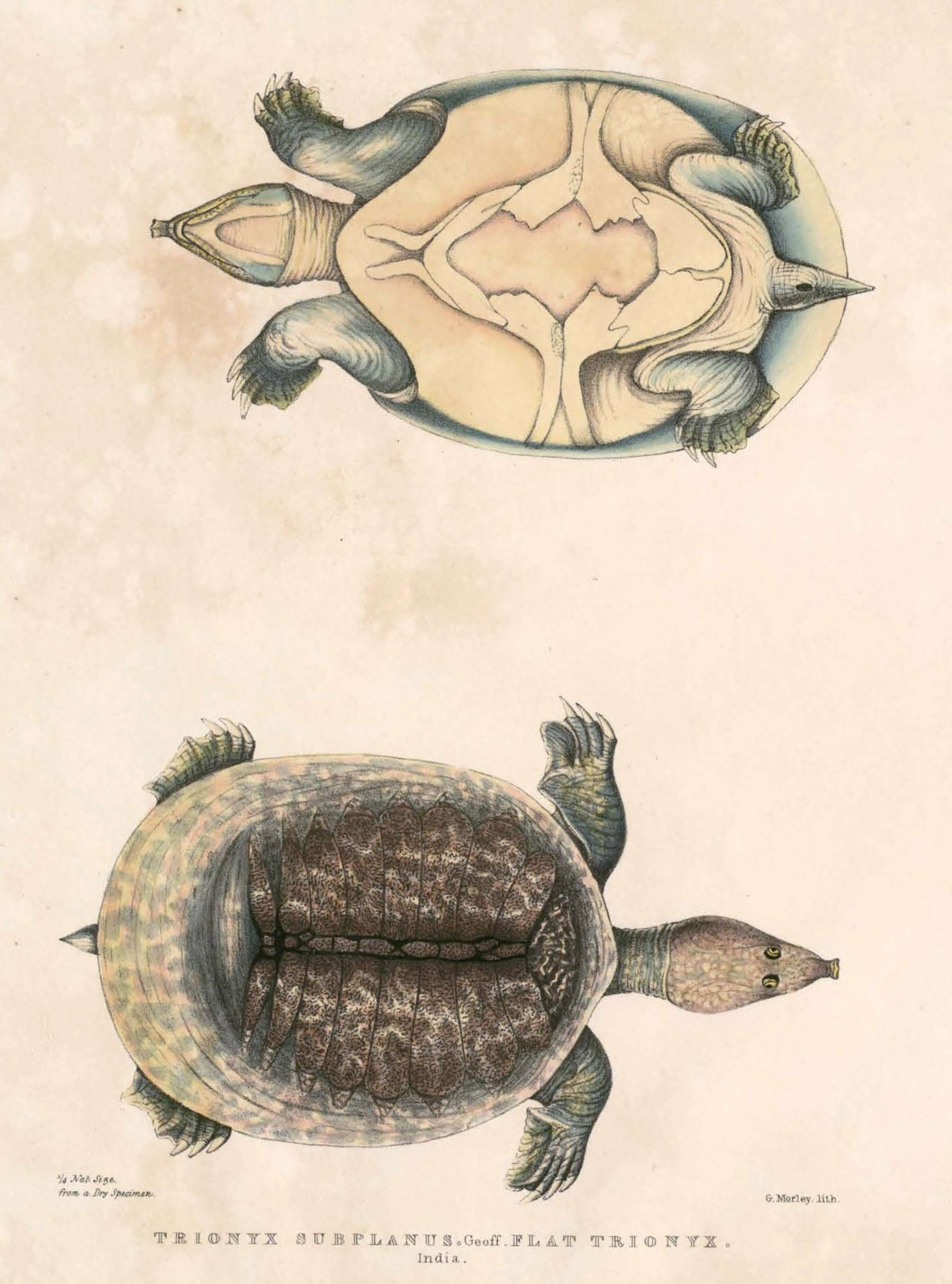 Image of Malayan Soft-shelled Turtle