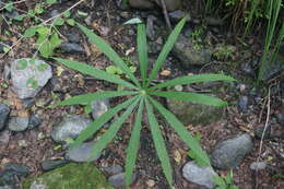 Imagem de Arisaema erubescens (Wall.) Schott