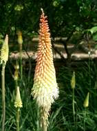 Imagem de Kniphofia uvaria (L.) Oken