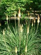 Imagem de Kniphofia uvaria (L.) Oken