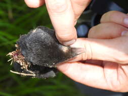 Image of Blind Mole