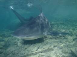 Image of Bull Shark