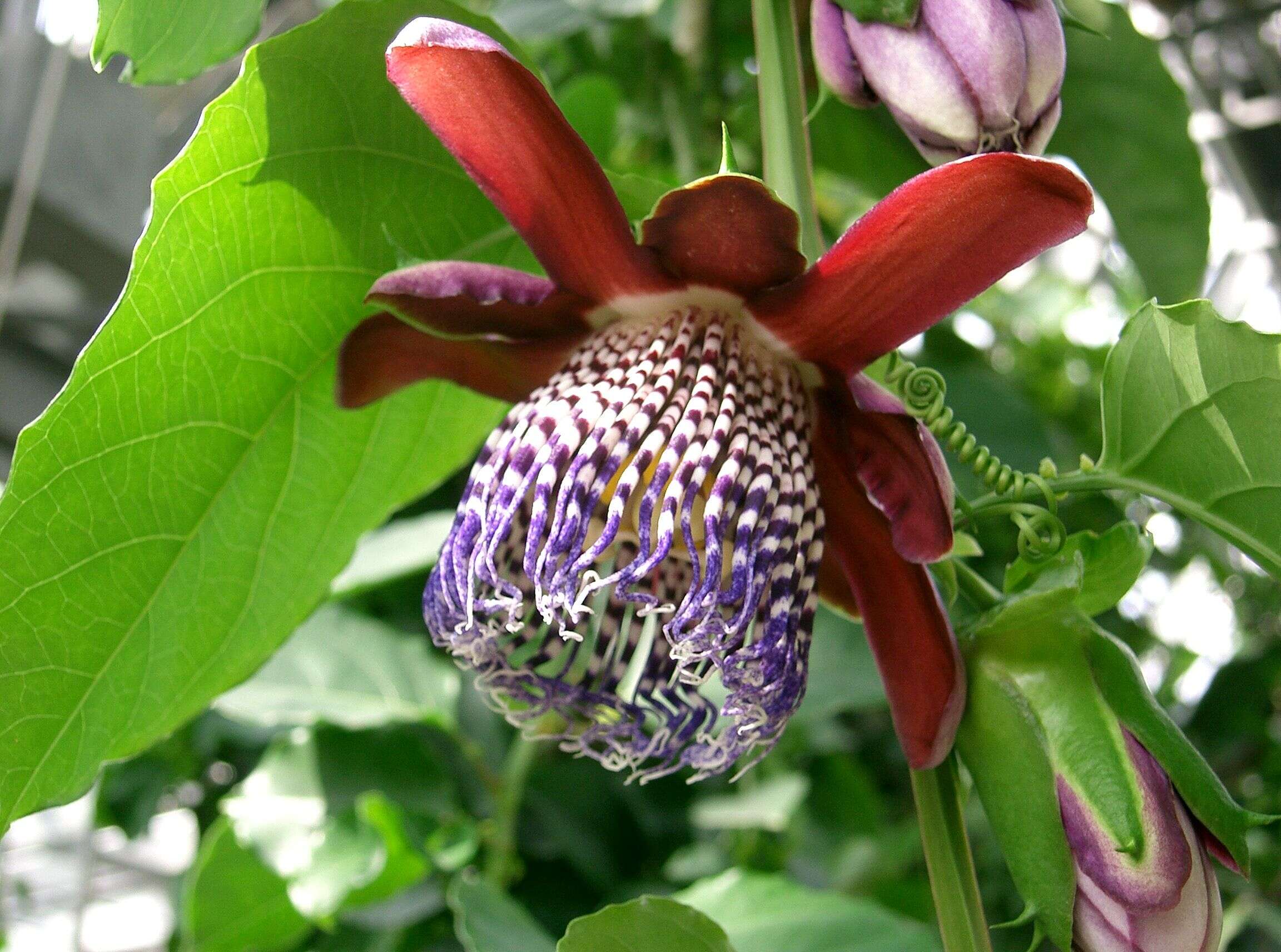 Plancia ëd Passiflora alata Curtis