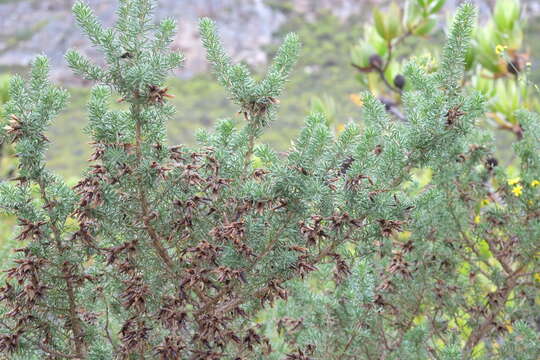 Imagem de Aspalathus excelsa R. Dahlgren