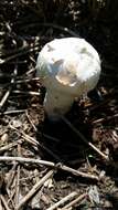 Image of Agaricus deserticola G. Moreno, Esqueda & Lizárraga 2010