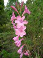 Imagem de Watsonia borbonica (Pourr.) Goldblatt