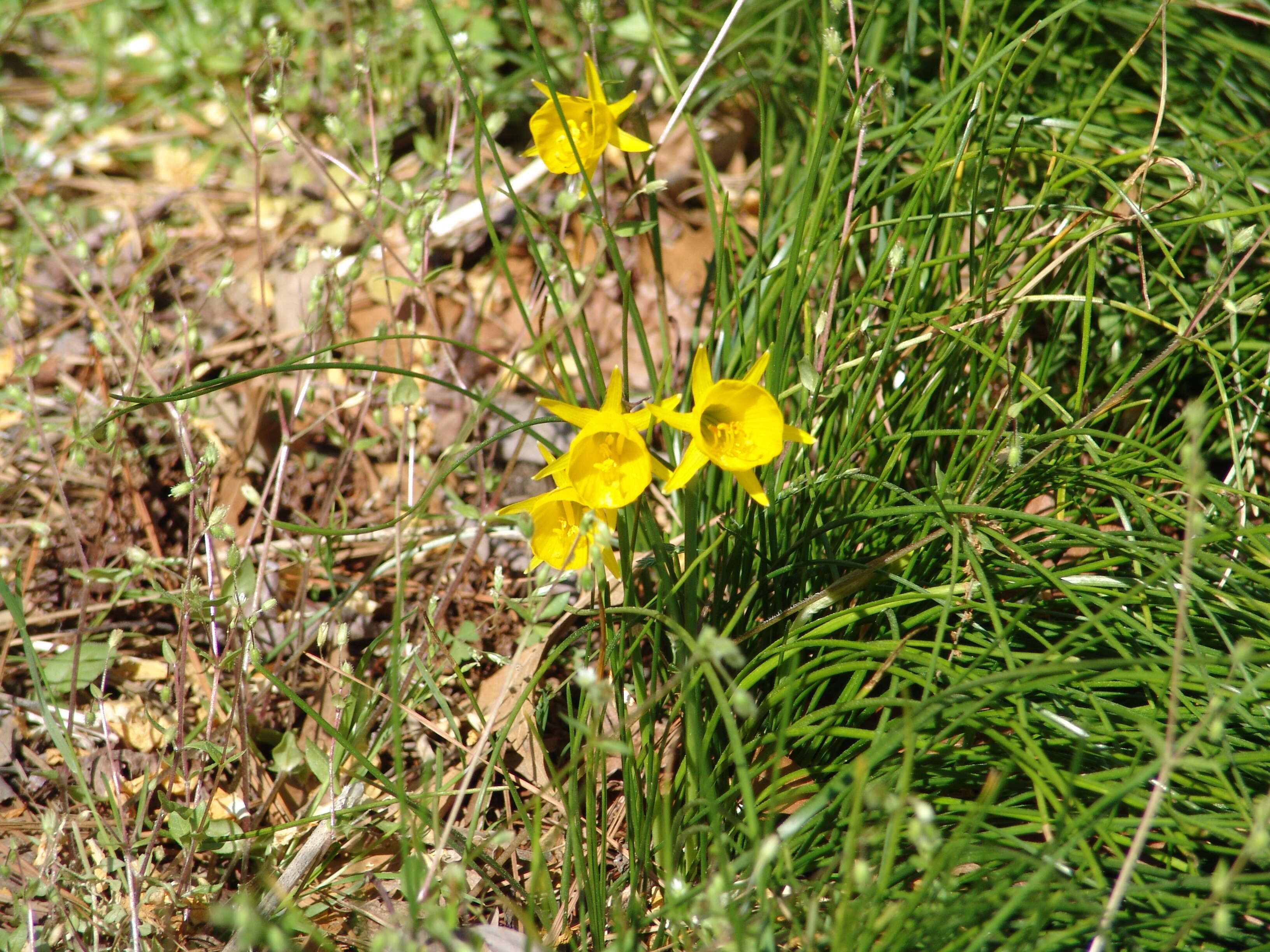 Image of petticoat daffodil