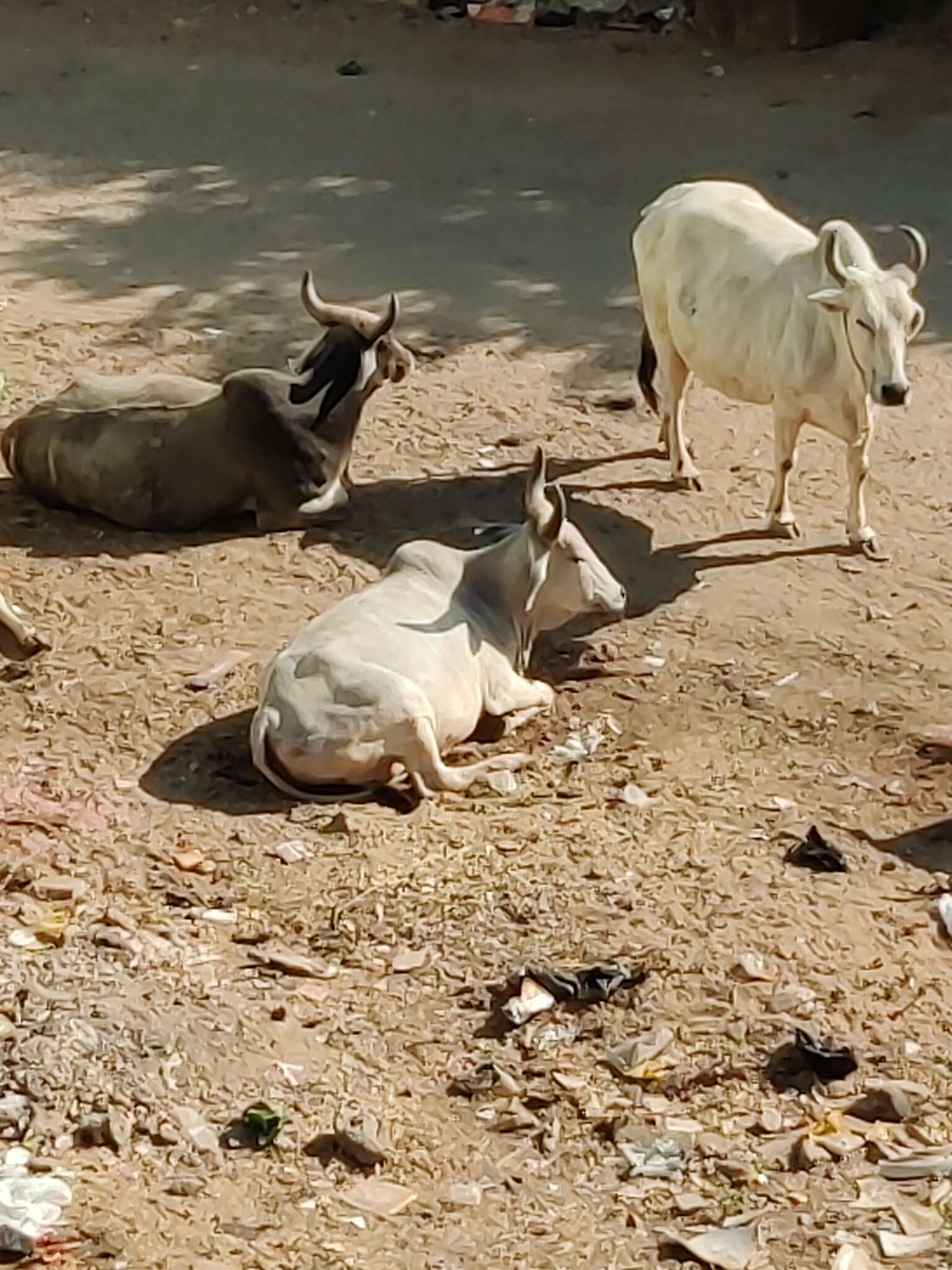 Image of zebu cattle