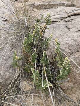 Plancia ëd Notholaena mollis Kunze