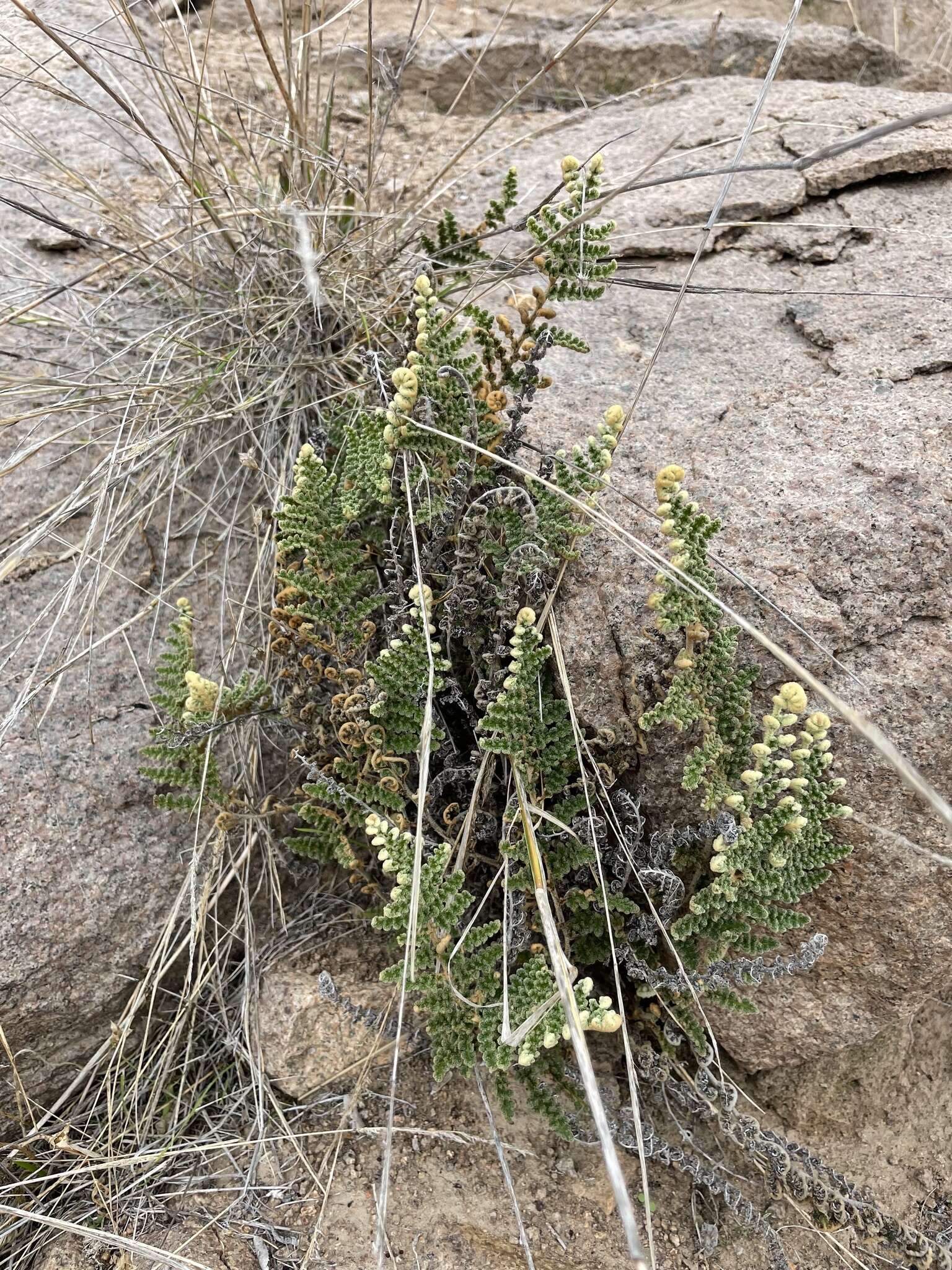 Image of Notholaena mollis Kunze