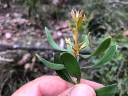 Image of Persoonia sericea A. Cunn. ex R. Br.