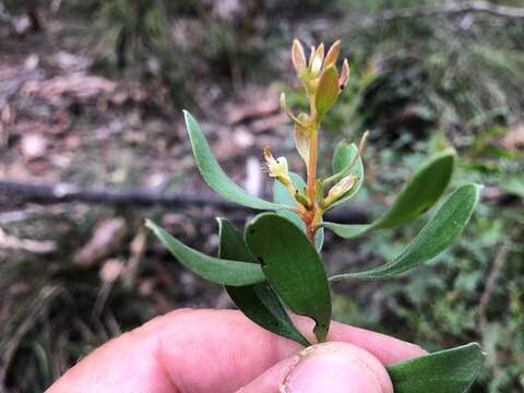 Image of Persoonia sericea A. Cunn. ex R. Br.