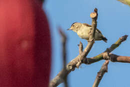 Image of Plain-breasted Piculet