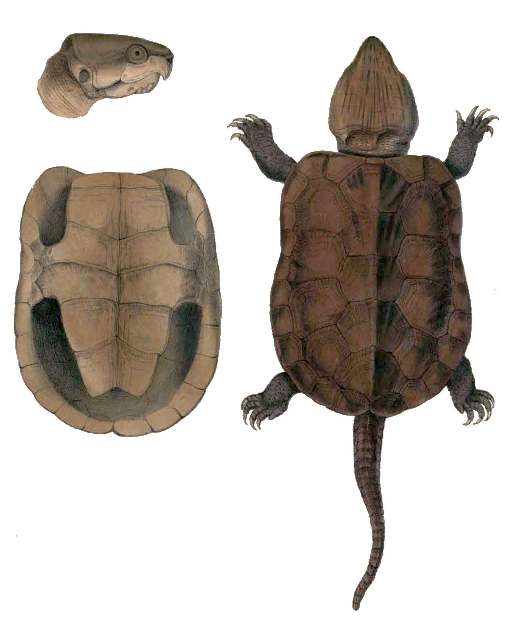 Image of Big-headed Turtle