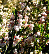 Image of Erica eustacei L. Bolus