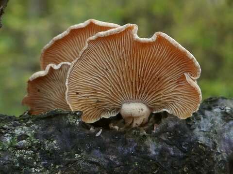 Image of Panellus stipticus (Bull.) P. Karst. 1879